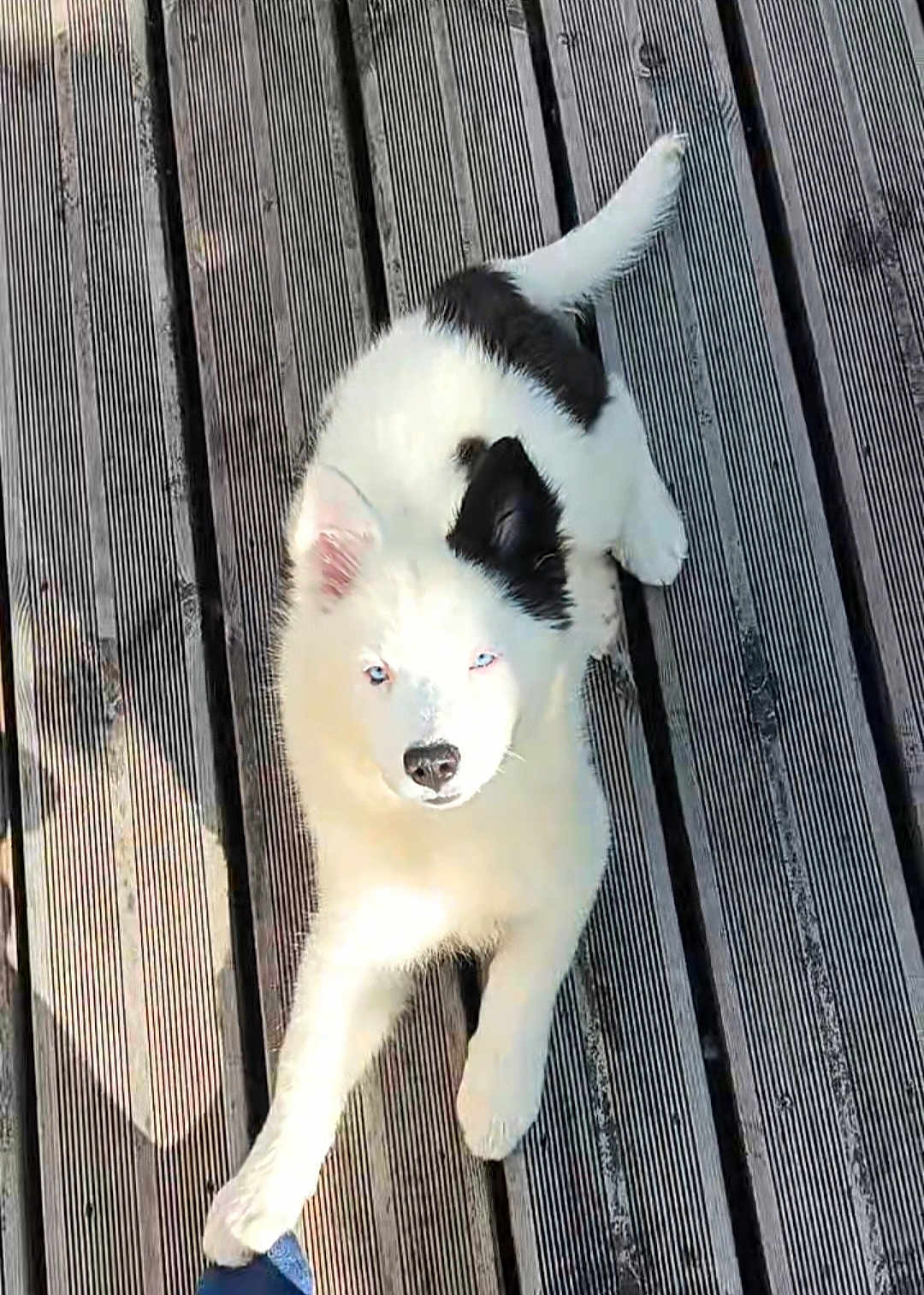 Nikita
