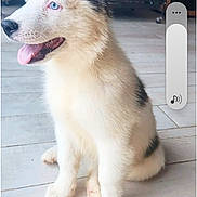 Nikita participe au concours pour gagner de l'argent avec cette photo : puppy, dog, sitting, blue_eyes, tongue_out, indoor, wooden_floor, white_fur, black_fur, young_dog, pet, cute, animal, fur, ears, floor, playful, happy, canine, domestic_animal