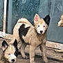 Nikita a rejoint le concours — aidez-le/la à gagner de superbes lots ! dog, puppy, muddy, dirty, black_and_white, fur, ears, curious, outdoor, concrete, door, glass, patterned_curtain, animal, pet, young, playful, standing, three, closeup