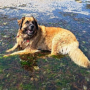 Nyska participe au concours pour gagner de l'argent avec cette photo : dog, water, beach, seaweed, wet, fur, sand, outdoor, animal, canine, nature, relaxing, sunny, shallow_water, summer, lying_down, happy, tongue_out, collar, pet