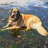 dog, water, beach, seaweed, wet, fur, sand, outdoor, animal, canine, nature, relaxing, sunny, shallow_water, summer, lying_down, happy, tongue_out, collar, pet