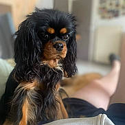 Uzzy a rejoint le concours — aidez-le/la à gagner de superbes lots ! adult, animal, bed, bedroom, canine, cockerspaniel, cushion, dog, dogbed, female, furniture, hair, homedecor, papillon, person, pet, puppy, snout, terrier, woman