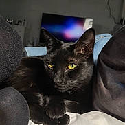 Brutus joined the competition — help win amazing prizes! animal, background, bed, black_cat, blanket, cat, close_up, cozy, ears, feline, fur, indoor, low_light, paws, pet, portrait, relaxed, television, whiskers, yellow_eyes