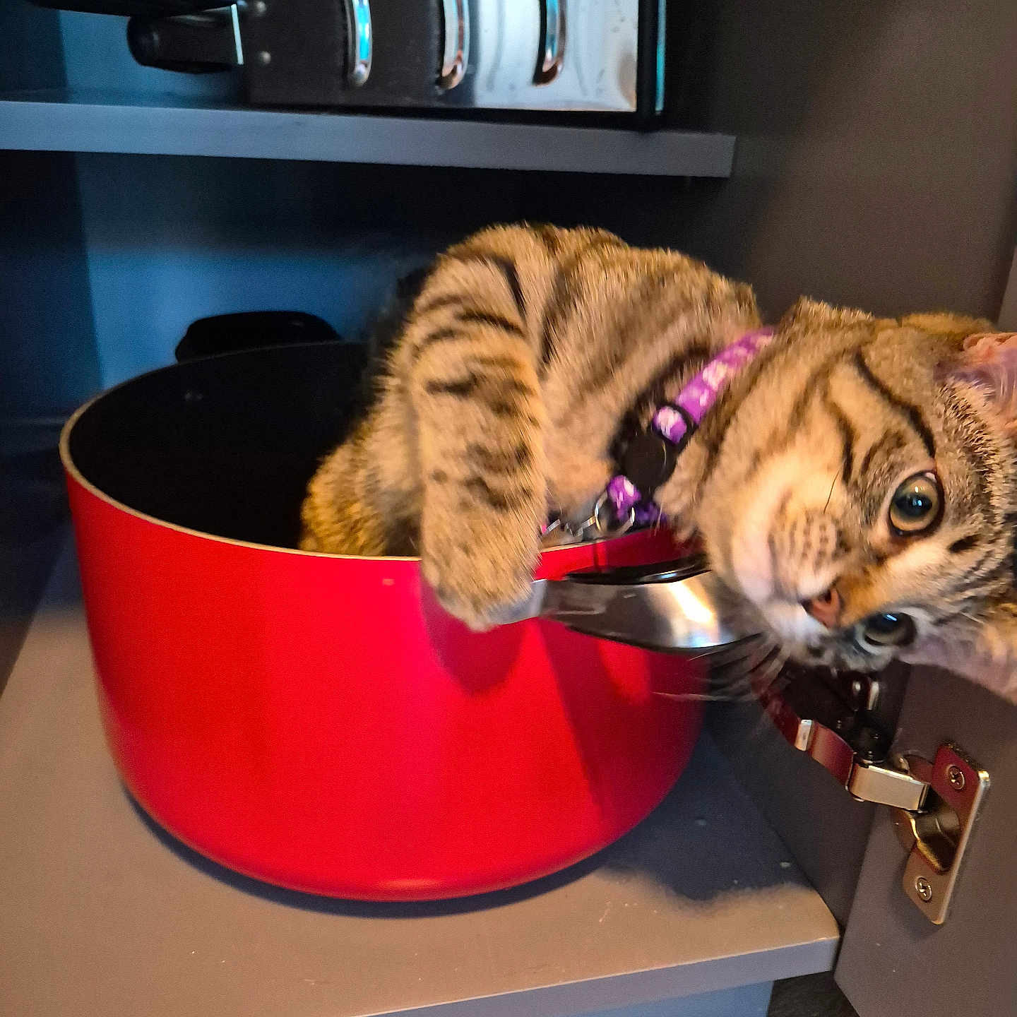 Roman joined the competition — help win amazing prizes! animal, cabinet_door, cat, cheese_grater, close_up, colander, curious, domestic, feline, handle, indoor, kitchen_cabinet, paw, pet, playful, purple_collar, red_pot, shelf, tabby_cat, wood_floor