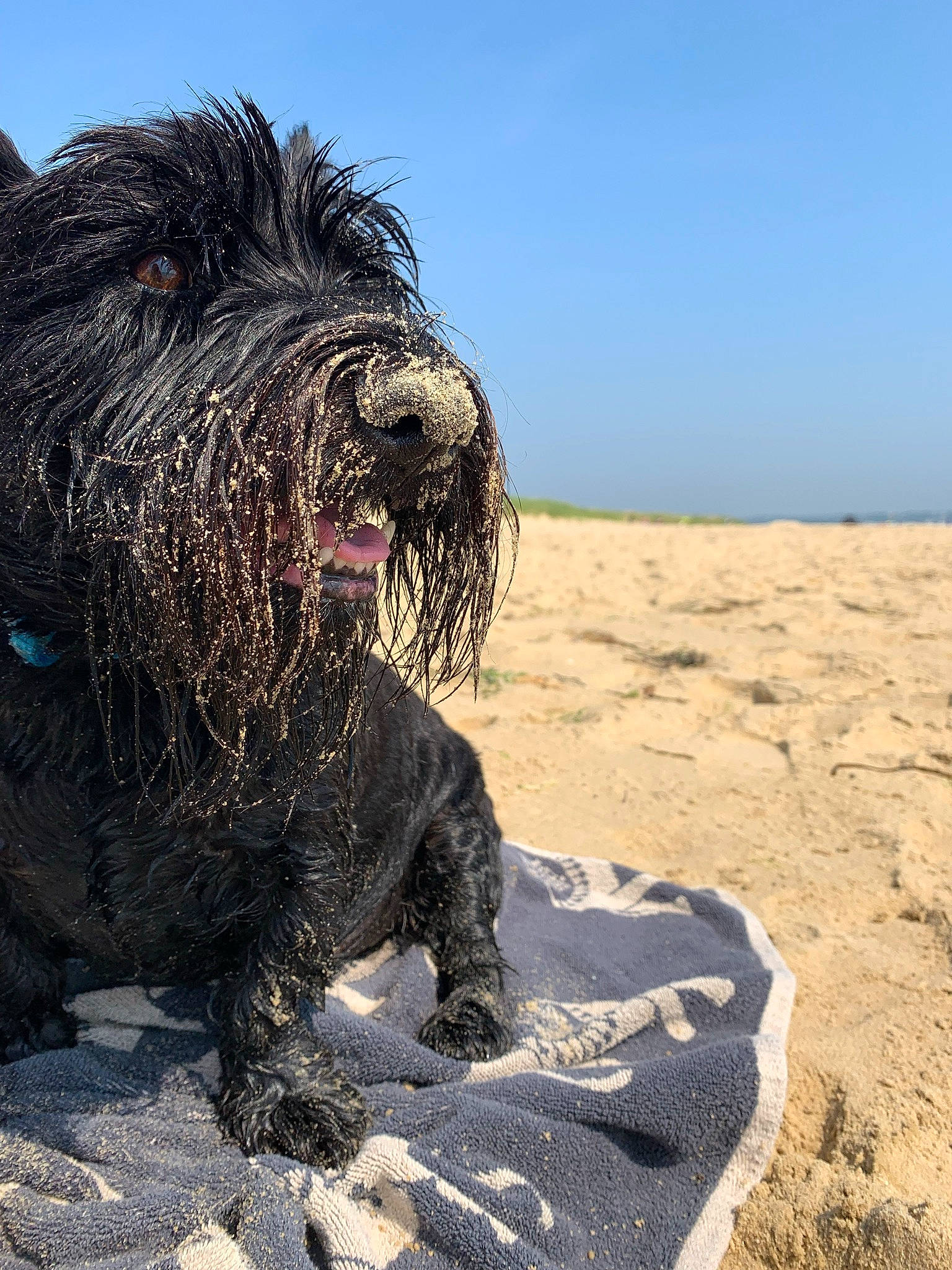 Fletch joined the competition — help win amazing prizes! aeolian_landform, canidae, carnivore, companion_dog, dog, dog_breed, fur, giant_dog_breed, landscape, ocean, singing_sand, sky, small_terrier, snout, soil, sporting_group, terrier, water_dog, working_dog