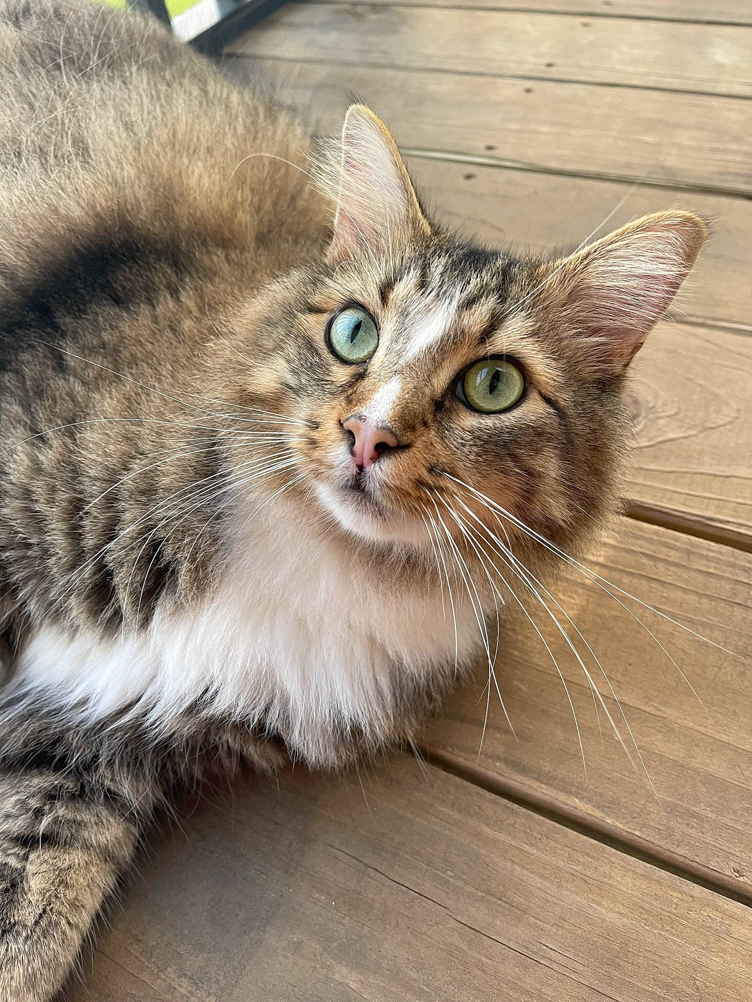 Neil joined the competition — help win amazing prizes! carnivore, cat, claw, curious, domestic_short_haired_cat, felidae, fur, paw, sitting, small_to_medium_sized_cats, snout, tail, terrestrial_animal, whiskers, window, wood