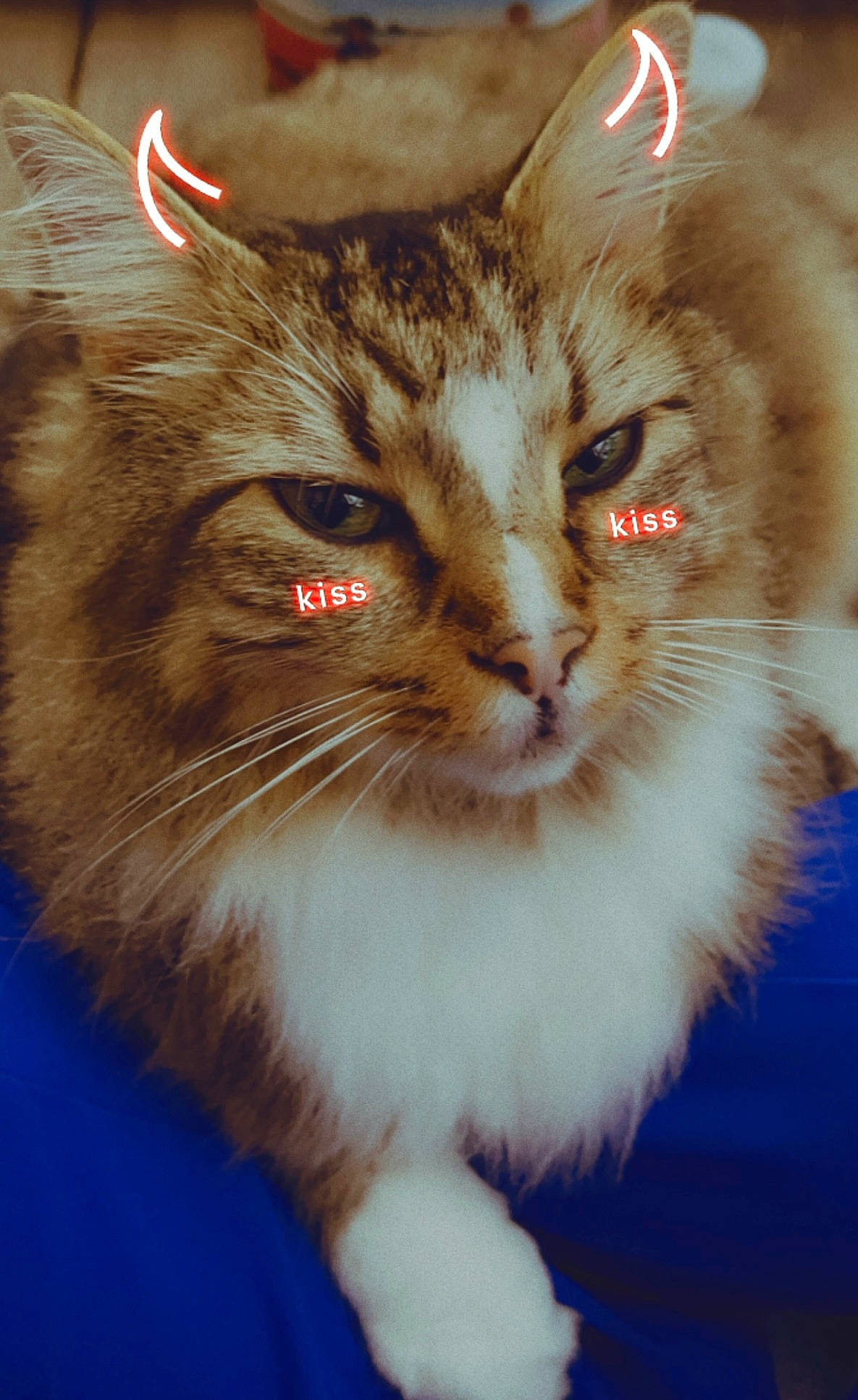 Neil joined the competition — help win amazing prizes! british_longhair, carnivore, cat, claw, domestic_short_haired_cat, event, fawn, felidae, fur, maine_coon, norwegian_forest_cat, small_to_medium_sized_cats, snout, tail, terrestrial_animal, whiskers, window