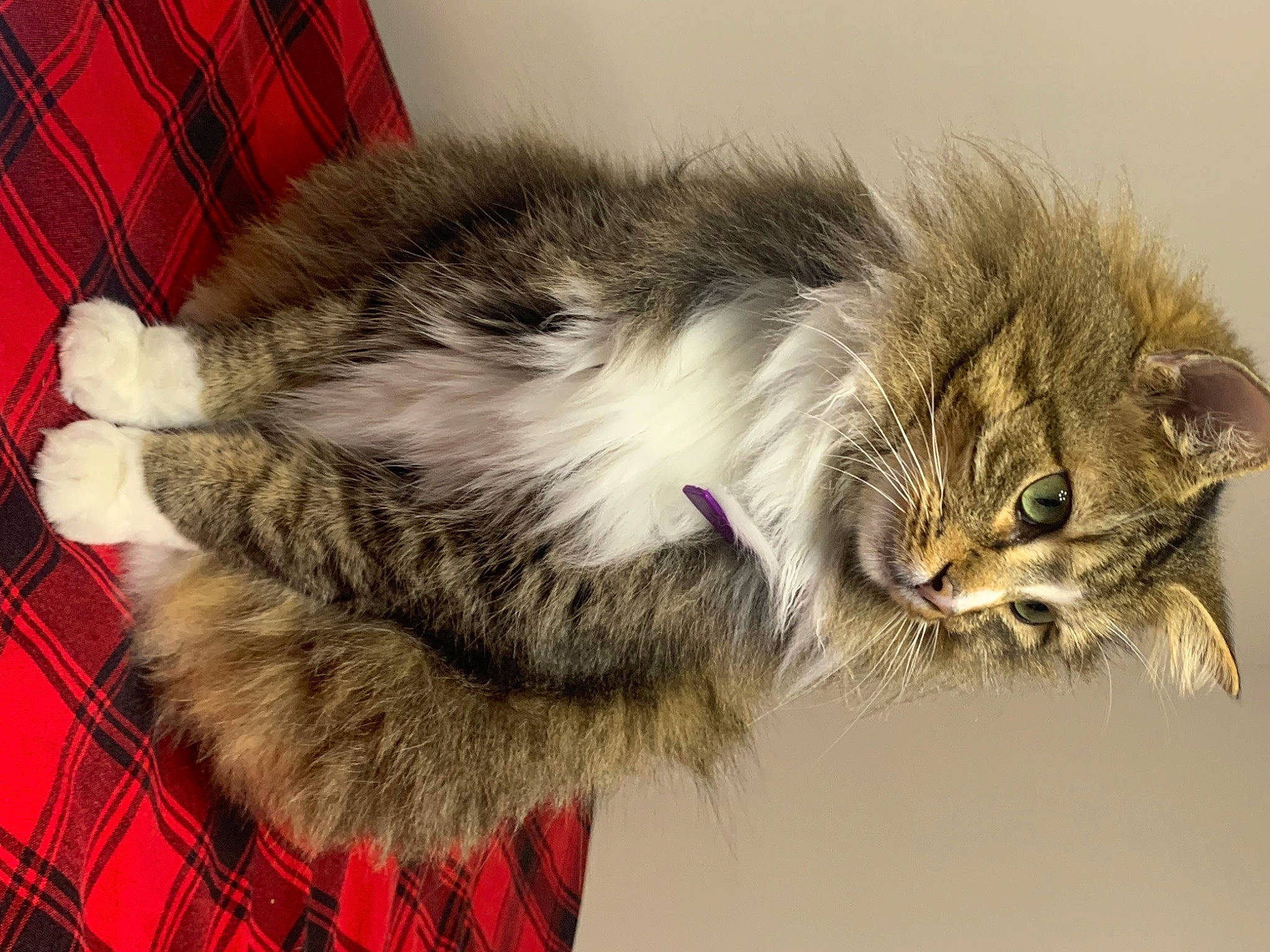 Neil is registered to the contest to win money with this photo: british_longhair, carnivore, cat, claw, comfort, event, felidae, fur, natural_material, pattern, plaid, small_to_medium_sized_cats, snout, tail, tartan, terrestrial_animal, whiskers