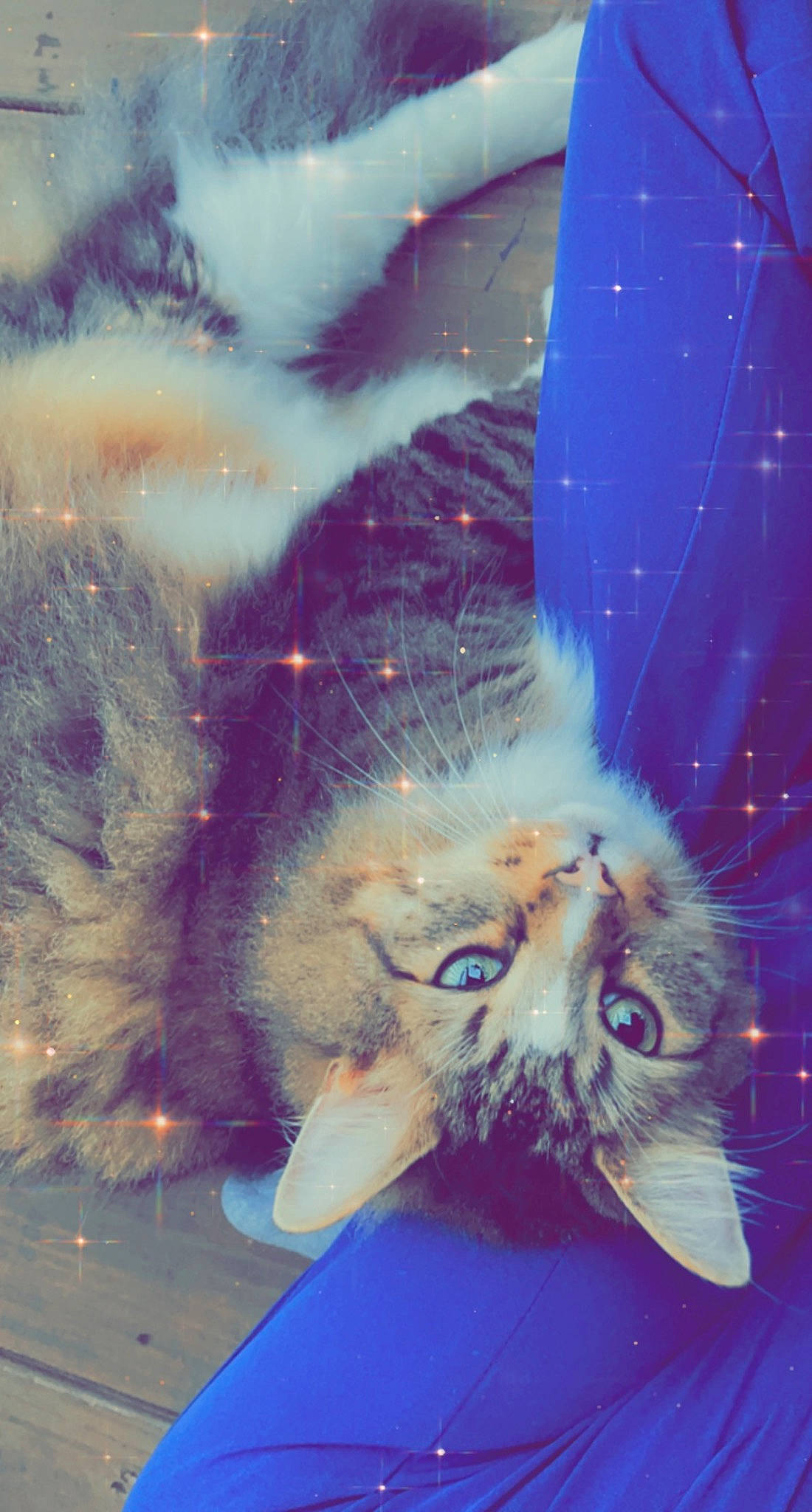 Neil is registered to the contest to win money with this photo: art, carnivore, cat, claw, domestic_short_haired_cat, electric_blue, event, felidae, fur, grass, organism, paw, plant, sky, small_to_medium_sized_cats, snout, tail, whiskers, window, winter