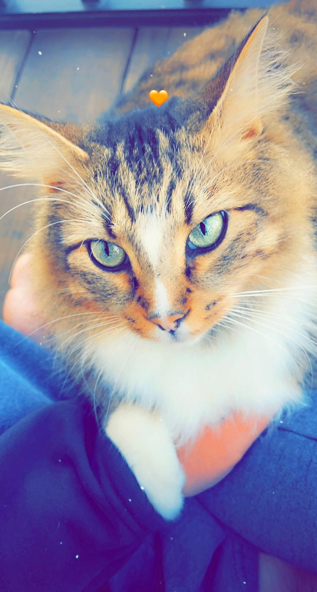 Neil joined the competition — help win amazing prizes! carnivore, cat, close_up, domestic_short_haired_cat, electric_blue, eye, fawn, felidae, fur, grass, hair, hand, head, mammal, paw, small_to_medium_sized_cats, snout, terrestrial_animal, vertebrate, whiskers