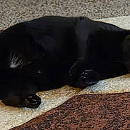 Spice joined the competition — help win amazing prizes! animal, black_cat, carpet, cat, curious, cute, domestic_cat, ears, eyes, feline, floor, fur, home, indoor, laying_down, mammal, pet, relaxed, tongue, whiskers