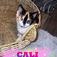 Cali joined the competition — help win amazing prizes! kitten, cat, calico, basket, woven_basket, furry_rug, indoor, pet, animal, cute, curious, small, feline, cozy, playful, closeup, whiskers, ears, floor, domestic