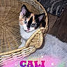 animal, basket, calico, cat, closeup, cozy, curious, cute, domestic, ears, feline, floor, furry_rug, indoor, kitten, pet, playful, small, whiskers, woven_basket