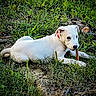Trixie is registered to the contest to win money with this photo: puppy, dog, grass, outdoor, pet, white_dog, chewing, collar, nature, young_dog, animal, playful, cute, lying_down, greenery, canine, chew_stick, fur, summer, adorable