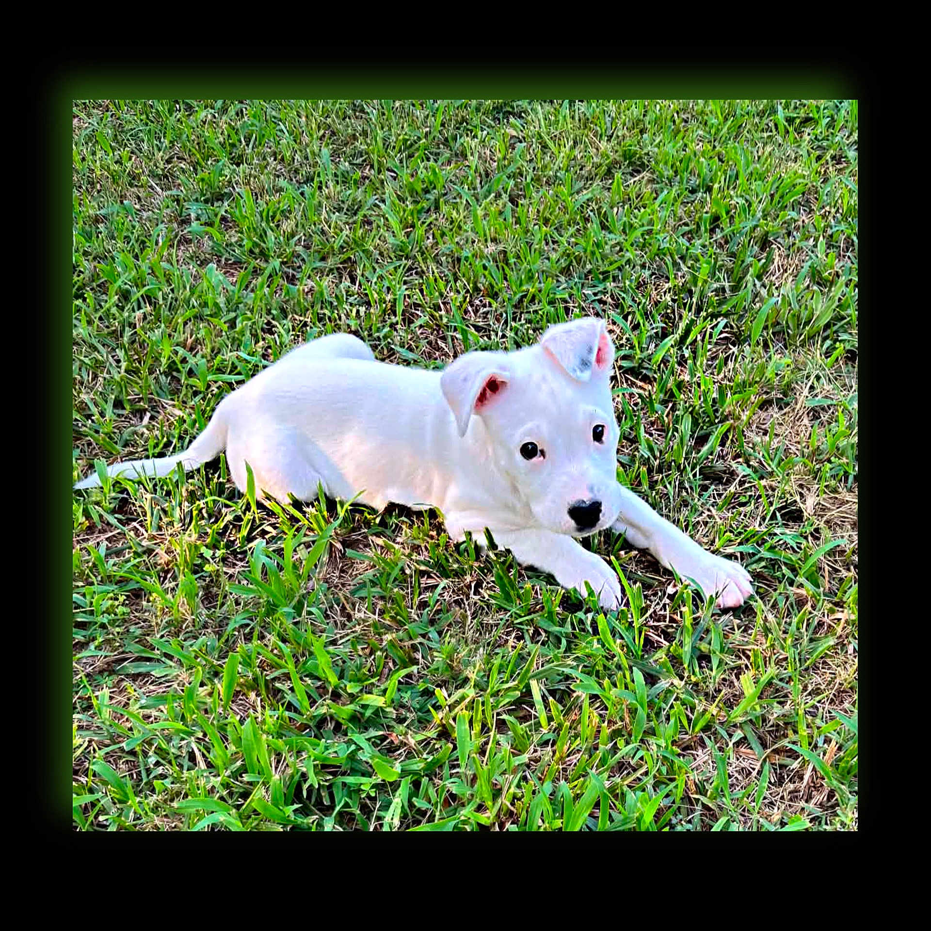 Trixie