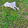 puppy, dog, grass, outdoor, pet, animal, white, lying_down, young, curious, ears, nature, green, summer, canine, playful, cute, fur, small, daylight