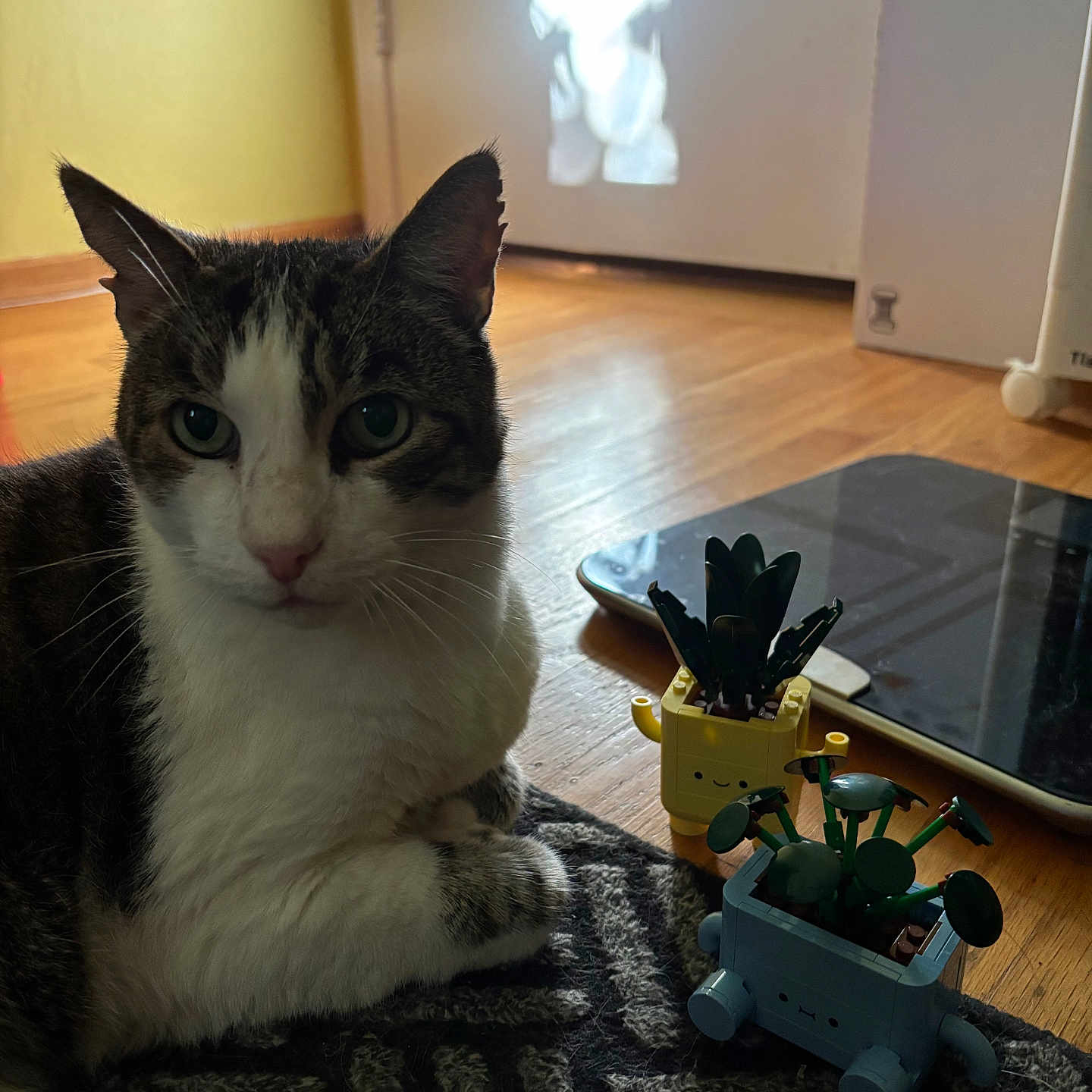 Jasper is registered to the contest to win money with this photo: cat, closeup, curious, decor, domestic_animal, feline, floor, houseplant, indoor, light, pattern, pet, plant, relaxed, rug, shadow, tabby_cat, tablet, toy, wooden_floor