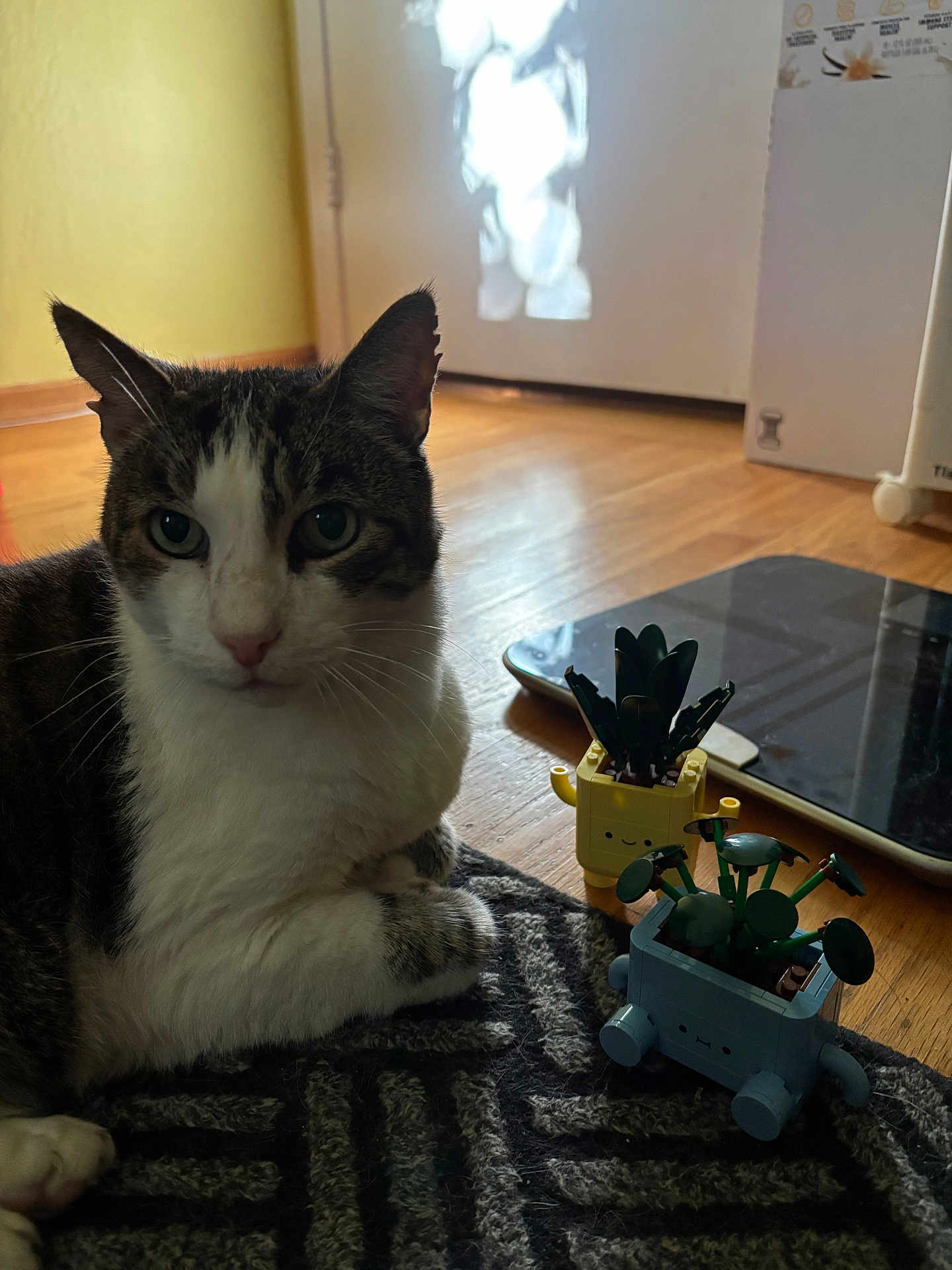 Jasper is registered to the contest to win money with this photo: cat, tabby_cat, indoor, rug, toy, plant, tablet, wooden_floor, pattern, curious, pet, feline, closeup, domestic_animal, relaxed, houseplant, decor, floor, light, shadow