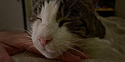 Jasper joined the competition — help win amazing prizes! cat, sleeping, close_up, hand, whiskers, fur, pet, domestic_animal, indoor, resting, cozy, napping, animal_face, pink_nose, tabby, white_fur, brown_fur, soft_texture, quiet, peaceful