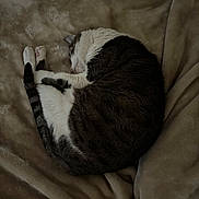 Jasper joined the competition — help win amazing prizes! cat, sleeping, curled_up, fur, tabby, white_paws, blanket, soft_texture, cozy, resting, pet, indoor, animal, relaxation, cute, domestic_cat, feline, quiet, peaceful, comfort