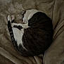 cat, sleeping, curled_up, fur, tabby, white_paws, blanket, soft_texture, cozy, resting, pet, indoor, animal, relaxation, cute, domestic_cat, feline, quiet, peaceful, comfort