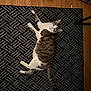 Jasper is registered to the contest to win money with this photo: cat, tabby, white, pet, animal, indoor, rug, patterned_rug, floor, wood_floor, feline, laying_down, looking_up, green_eyes, domestic_cat, relaxed, home, cozy, household_items, curious