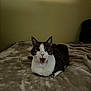 Jasper is registered to the contest to win money with this photo: cat, animal, pet, indoor, blanket, fur, whiskers, ears, face, mouth_open, bed, resting, looking, tabby, white_fur, brown_fur, cute, domestic, feline, portrait