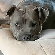 Athéna participe au concours pour gagner de l'argent avec cette photo : dog, gray_dog, resting, cushion, indoor, pet, close_up, sleepy, relaxed, animal, mammal, face, ears, nose, fur, bed, comfort, domestic, canine, portrait