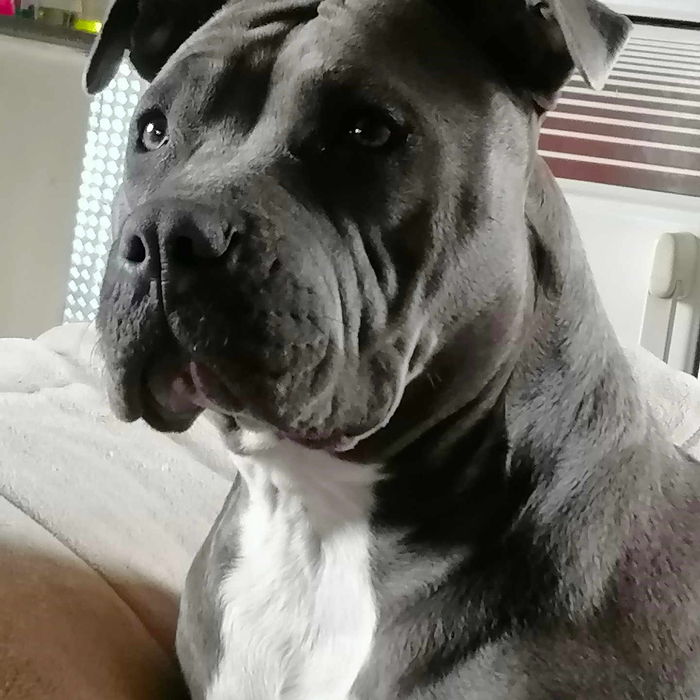 Athéna a rejoint le concours — aidez-le/la à gagner de superbes lots ! animal, canine, closeup, companion, couch, dog, domestic, ears, eyes, face, fur, gray, home, indoor, kitchen, pet, portrait, sitting, snout, white