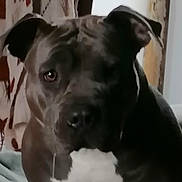 Athéna participe au concours pour gagner de l'argent avec cette photo : animal, brown, canine, close_up, companion, curtains, dog, domestic, ears, face, fur, furniture, house, indoor, looking, pet, portrait, relaxed, sitting, white_chest