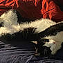 Boots is registered to the contest to win money with this photo: cat, tuxedo_cat, black_and_white, pet, sleeping, napping, relaxed, bed, blanket, duvet, bedding, whiskers, fur, indoor, close_up, cozy, pen, blue_pen, soft_lighting, portrait