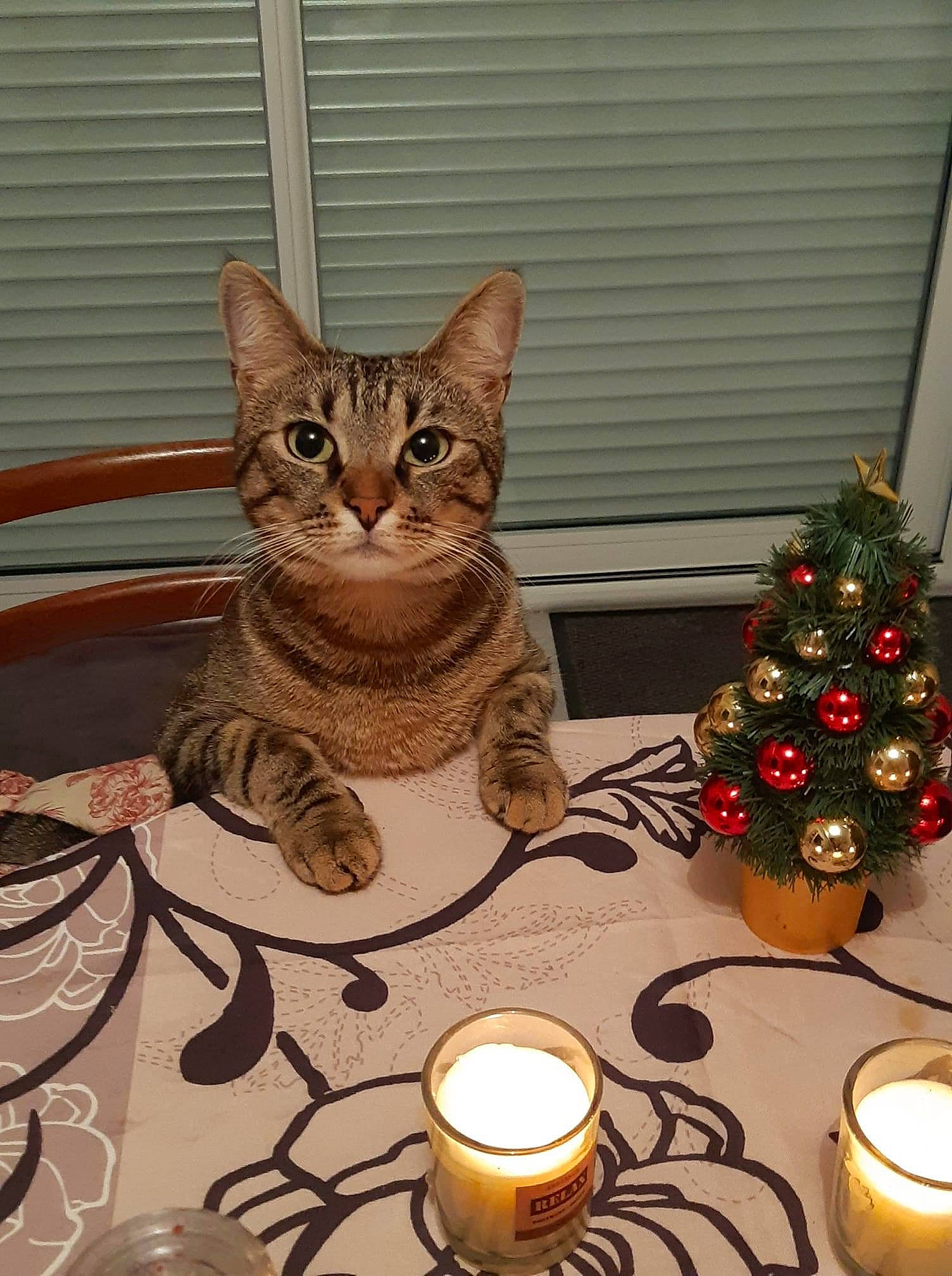 Rillette participe au concours pour gagner de l'argent avec cette photo : candle, candle_holder, carnivore, cat, christmas_ornament, christmas_tree, conifer, domestic_short_haired_cat, event, felidae, holiday, holiday_ornament, ornament, plant, small_to_medium_sized_cats, tail, terrestrial_animal, tree, wax, whiskers