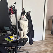 Mimine participe au concours pour gagner de l'argent avec cette photo : cat, black_and_white, kitten, sitting, computer, monitor, desk, office, chair, microphone, workspace, indoors, floor, wood_floor, books, cables, collar, portrait, alert, pet