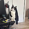 cat, black_and_white, kitten, sitting, computer, monitor, desk, office, chair, microphone, workspace, indoors, floor, wood_floor, books, cables, collar, portrait, alert, pet