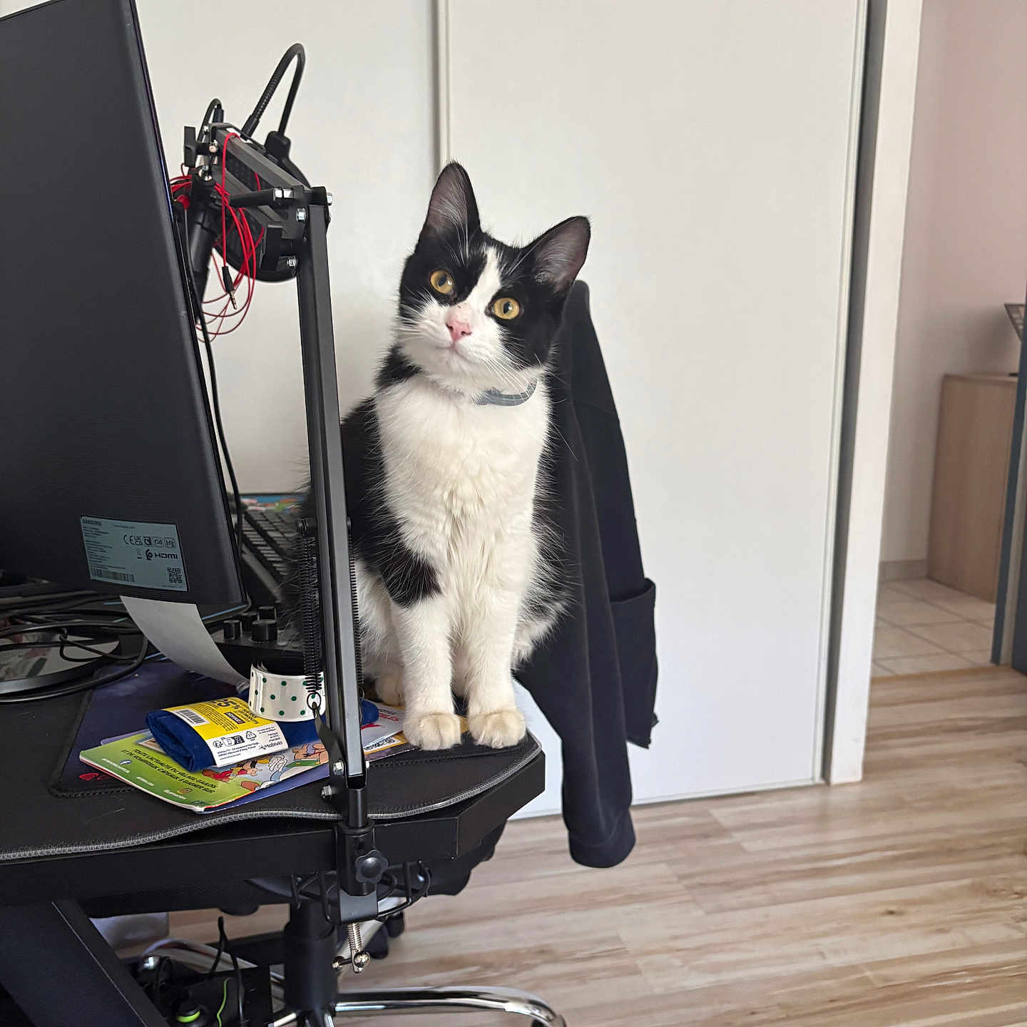 Mimine participe au concours pour gagner de l'argent avec cette photo : cat, black_and_white, kitten, sitting, computer, monitor, desk, office, chair, microphone, workspace, indoors, floor, wood_floor, books, cables, collar, portrait, alert, pet
