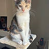 Némhezys participe au concours pour gagner de l'argent avec cette photo : cat, kitten, calico, pet, animal, indoor, cat_tree, feline, cute, whiskers, ears, sitting, fur, small, domestic, curious, looking, soft_light, cozy, home