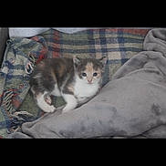 Némhezys participe au concours pour gagner de l'argent avec cette photo : kitten, calico, cat, pet, animal, blanket, plaid, cushion, cozy, indoor, cute, small, fur, resting, young, curious, domestic_cat, feline, comfort, relaxing