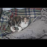 kitten, calico, cat, pet, animal, blanket, plaid, cushion, cozy, indoor, cute, small, fur, resting, young, curious, domestic_cat, feline, comfort, relaxing