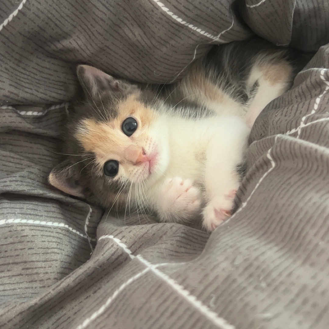 Némhezys a rejoint le concours — aidez-le/la à gagner de superbes lots ! kitten, cat, calico, pet, animal, cute, cozy, blanket, soft, fur, small, resting, indoor, comfort, sleepy, whiskers, paws, young, adorable, curious