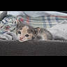 Némhezys participe au concours pour gagner de l'argent avec cette photo : kitten, cat, animal, pet, feline, cute, young, resting, blanket, plaid, soft, cozy, fur, small, indoors, domestic, sleepy, face, whiskers, ears