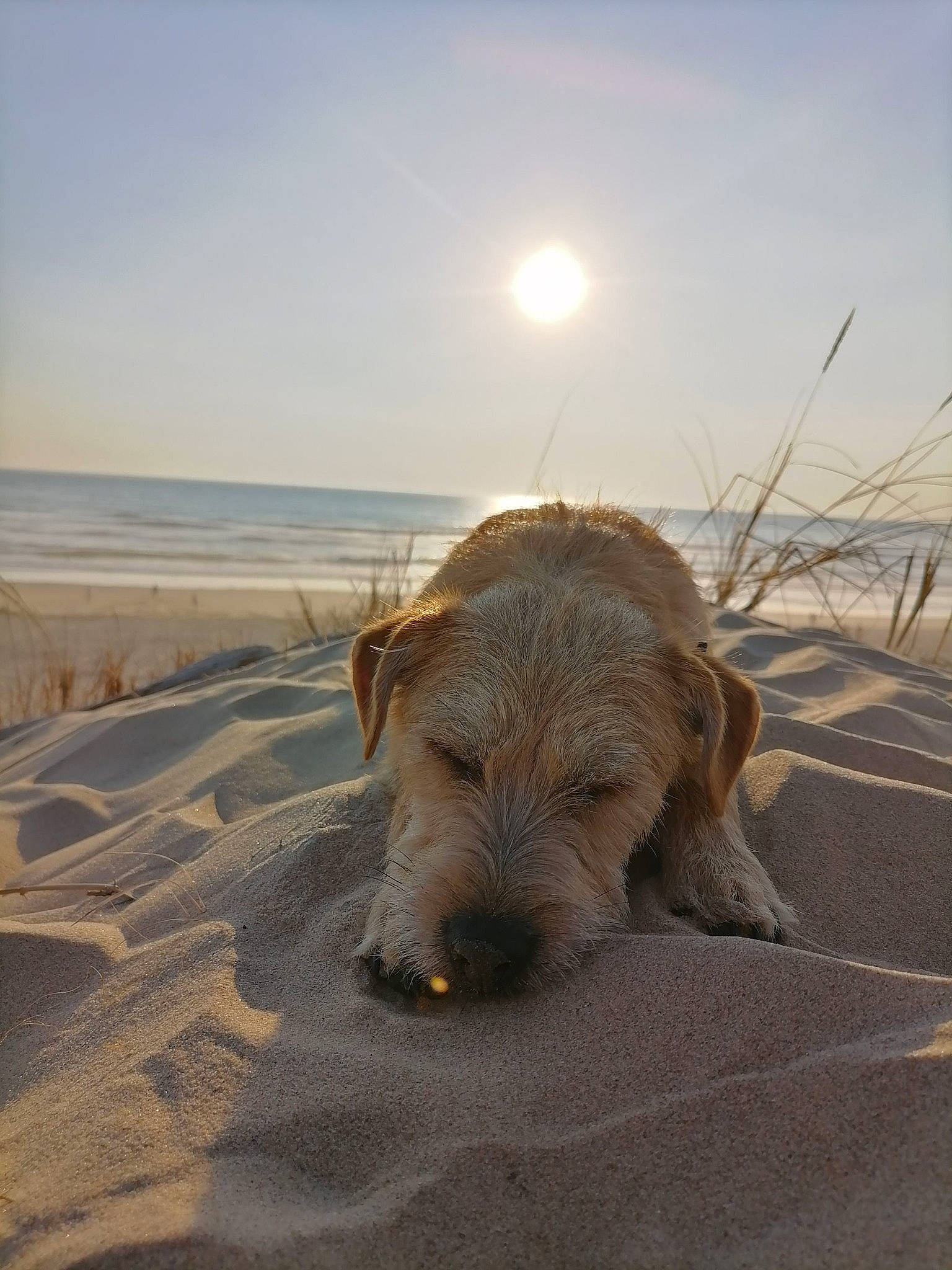 Roy a rejoint le concours — aidez-le/la à gagner de superbes lots ! beach, canidae, carnivore, companion_dog, dog, dog_breed, ecoregion, fawn, horizon, landscape, ocean, sand, sky, snout, sporting_group, terrier, toy, water, wood, working_animal