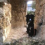 Victor a rejoint le concours — aidez-le/la à gagner de superbes lots ! dog, black_and_white, leash, stone, archway, outdoor, sunlight, curious, sitting, pet, animal, nature, old_building, wall, rock, texture, daylight, quiet, waiting, companion