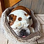 Marius a rejoint le concours — aidez-le/la à gagner de superbes lots ! animal, bulldog, close_up, companion, cozy, cute, dog, domestic_animal, face, fur, indoor, napping, pet_bed, relaxation, resting, sleeping, tiled_floor, tongue_out, wooden_wall, wrinkles