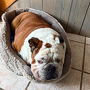 Marius a rejoint le concours — aidez-le/la à gagner de superbes lots ! animal, brown, bulldog, companion, cozy, cute, dog, domestic, fur, indoor, lazy, mammal, pet_bed, portrait, resting, sleepy, tile_floor, white, wooden_wall, wrinkles