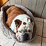 animal, brown, bulldog, companion, cozy, cute, dog, domestic, fur, indoor, lazy, mammal, pet_bed, portrait, resting, sleepy, tile_floor, white, wooden_wall, wrinkles