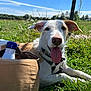 Marius a rejoint le concours — aidez-le/la à gagner de superbes lots ! dog, tongue_out, grass, field, blue_sky, wildflowers, sunny, brown_bag, water_bottle, outdoor, pet, nature, canine, collar, happy, relaxed, closeup, daylight, summer, park