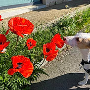 Marius a rejoint le concours — aidez-le/la à gagner de superbes lots ! dog, poppy_flower, red_flower, sidewalk, greenery, sunlight, shadow, curious, outdoor, plant, pet, nature, street, daylight, flower_bed, canine, sniffing, leash, window, building