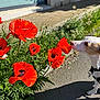 dog, poppy_flower, red_flower, sidewalk, greenery, sunlight, shadow, curious, outdoor, plant, pet, nature, street, daylight, flower_bed, canine, sniffing, leash, window, building