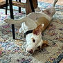 Marius participe au concours pour gagner de l'argent avec cette photo : dog, indoor, rug, playful, relaxed, animal, pet, white, brown, collar, floor, furniture, table, legs, curious, lying_down, home, patterned_rug, canine, domestic