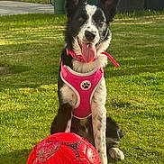 Dus joined the competition — help win amazing prizes! dog, black_and_white, pink_harness, soccer_ball, grass, outdoor, pet, tongue_out, playful, sunlight, canine, animal, sitting, happy, leisure, daytime, yard, fenced, domestic, front_paw